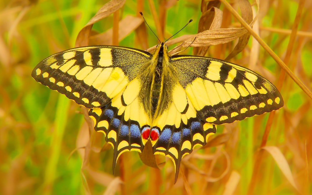 Photo Static character: Statue Dynamic character: Butterfly transformation